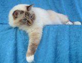 Birman Cats and Kittens