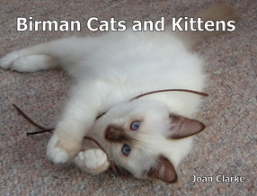 Birman Cats and Kittens