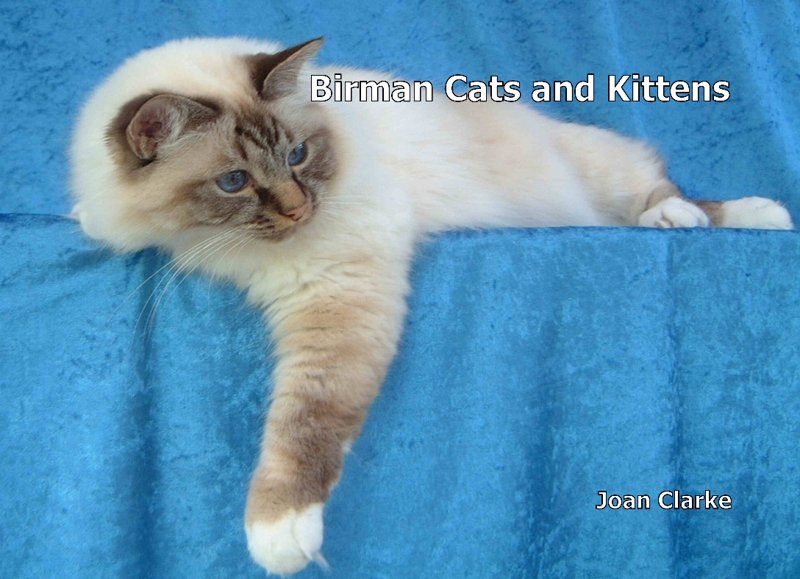 Birman Cats and Kittens
