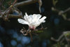  C magnolia