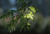 3 leaves 1