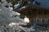 11 tea garden