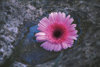 13 pink flower
