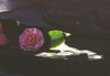 20 flower2