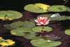 23 Lilly