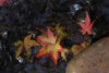 27 fall leaves