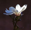 28 flower1