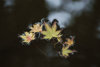 29 float leaf