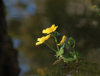 32 yellow flower