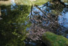 35 pond