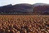 40 pumkin2
