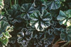 41 frost leaf