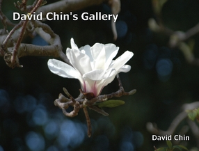 David Chin's Gallery
