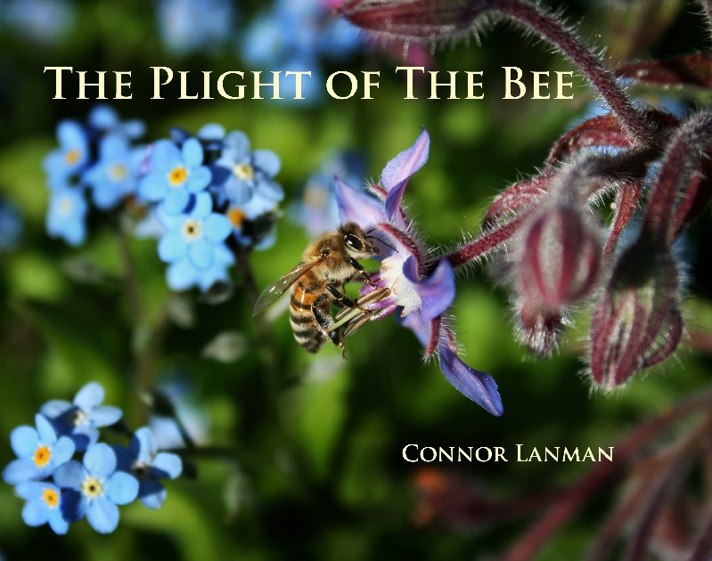 The Plight of the Bee (full hardcover)