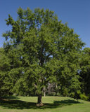 31 large oak tree