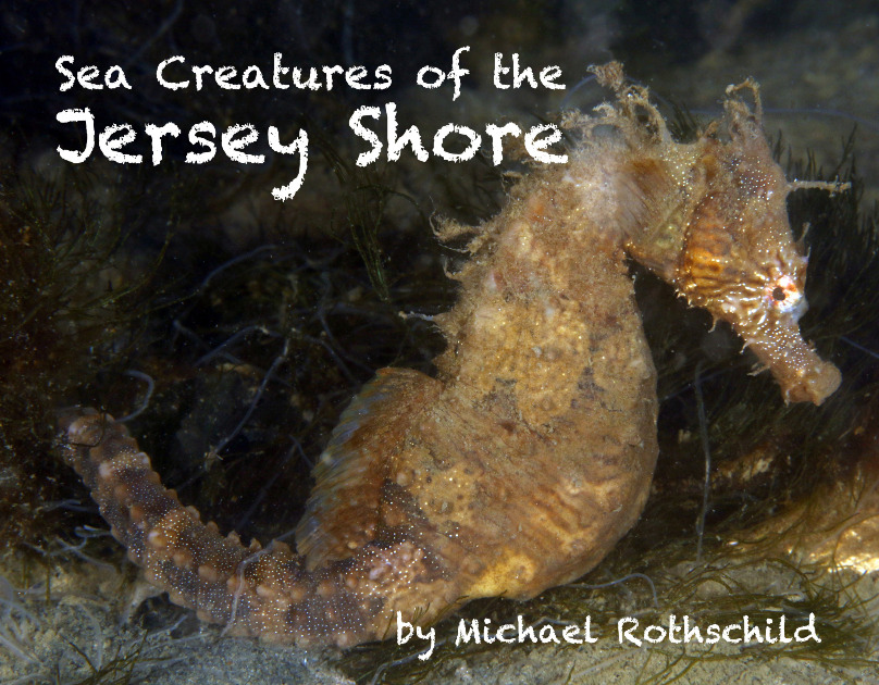 Sea Creatures of the Jersey Shore
