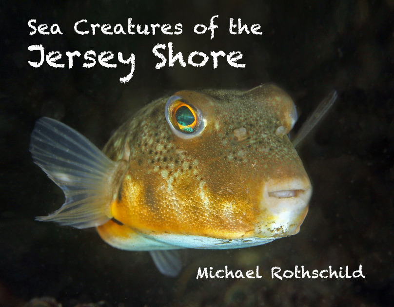 Sea Creatures of the New Jersey Shore, 2nd Edition