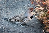 Flicker on the path