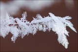 frosty branch 1
