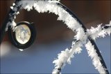 frosty trellis