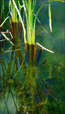 cattail reflections van gogh