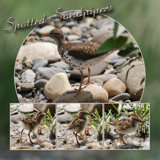 Spotted Sandpipers