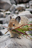 Pika With a Mouthful of Grass