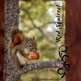 Red Squirrel