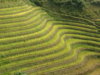 Terraced Paddy Rice Fields