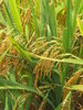Harvest Time