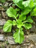 Veggies on the Wall