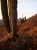 Sonora Desert sunset