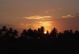 sunrise through the Palms
