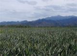 Lee's view, pineapple fields