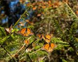 more monarchs