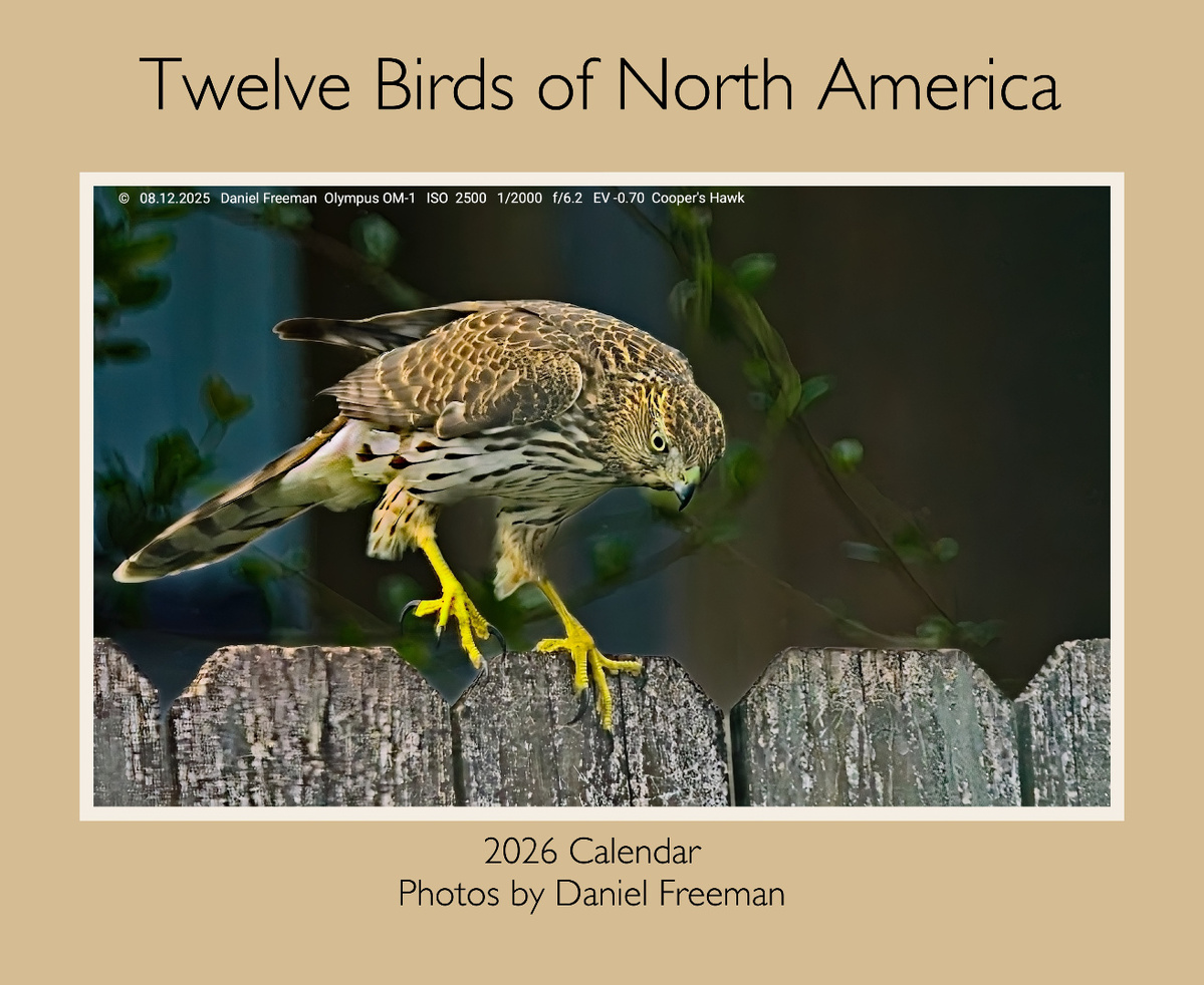 2026 North American Bird Calendar