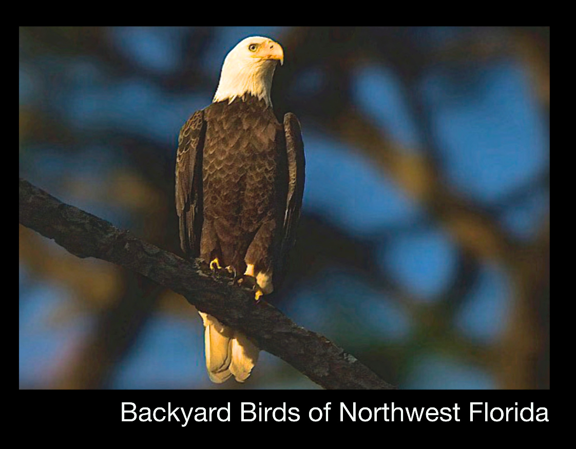 Backyard Birds of Northwest Florida