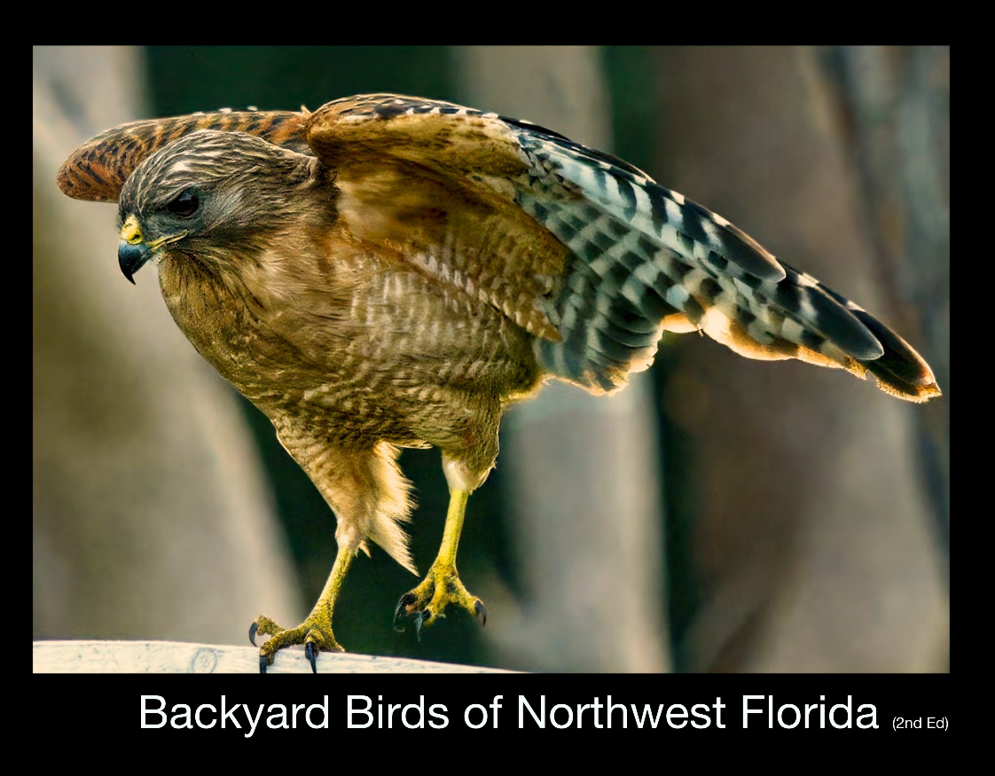 Backyardbirds of NW Florida (2nd Edition)