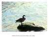 Bird on rock