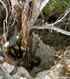 The tree down into the Noordkant cave