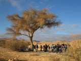 Acacia on the way to Nahal Etek, Eilat region