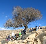 Terebinth, Borot Lotz, the Negev