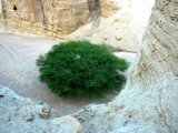 Acacia, Nahal Zohar,the Judean Desert
