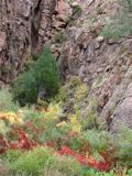 Some red vines and yellow foliage in the canyon