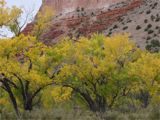Yellow leaves against red cliffs