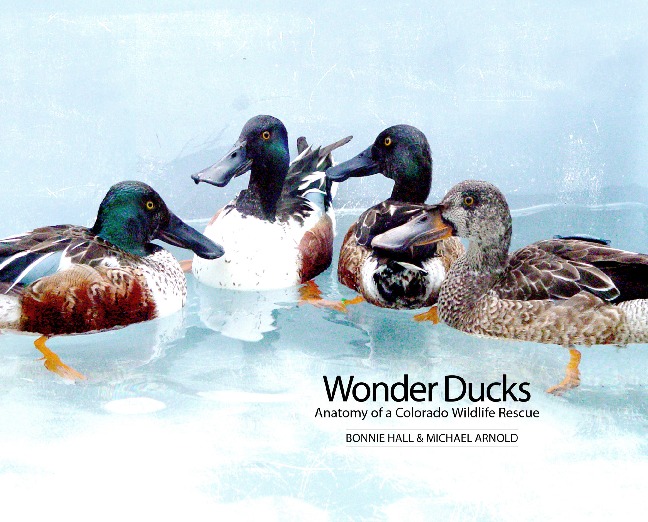 Wonder Ducks – Anatomy of a Colorado Wildlife Rescue (9x7)