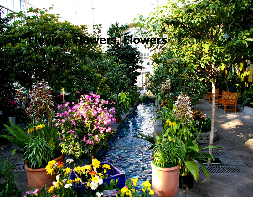 Flowers, Flowers, Flowers