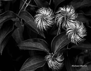 MICHAEL MARTIN's Gallery