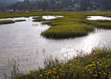 wetlands