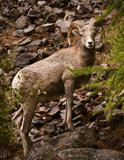 Bighorn Sheep in the Blackfoot